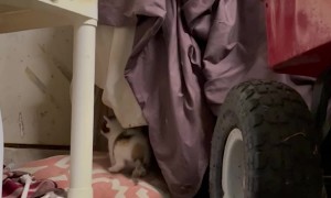 Finding a Cat Family in My Garage