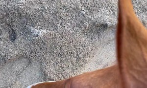 Playful Horse Nips at Leg