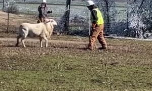 Lineman vs Sheep