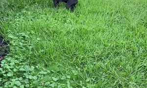 Introducing the Dog to His New Home