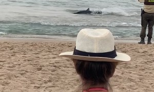 Shark Forces Beachgoers Out of the Water