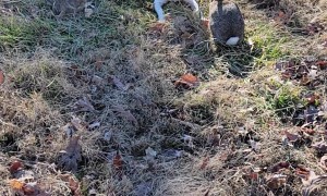 Hunting Dog Befriends Rabbits