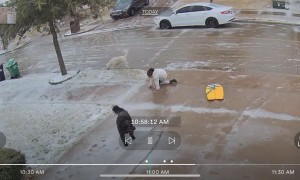 Dogs Slip on Ice and Knock Girl Over