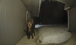 Moose Has A Taste Of Doorbell