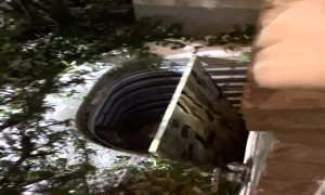 Police Officers Rescue Deer From Window Well