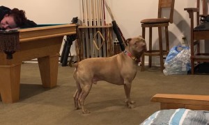 Hide And Seek With Despo