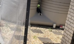 Kitty Lounging In The Shade