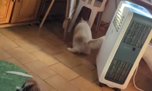 Starbuck, the Great Cicada Hunter