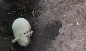 Digging Bunny Kicks Dirt in Friend's Face
