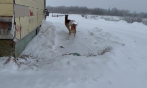 Dog Attacks Deer