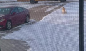 Golden Retriever Walks Girl to the Bus Every Day