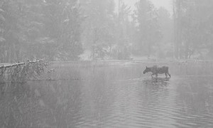Moose Heads Toward Wedding Party in National Park