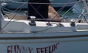 Pirate Sea Lion Steals Ship