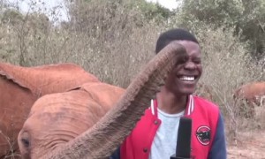 Baby elephant hilariously trolls reporter 