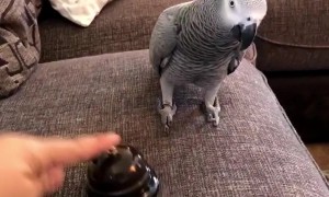 Parrot Has Had Enough of the Bell