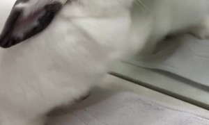 Bella The Bunny Fights Reflection