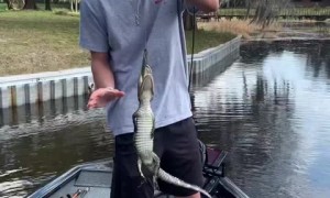 Guy in Florida catches baby alligator while fishing