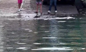 Teenage Boys Tease Sea Lion With Food