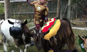 Avenger Goats And Hotdog, ASSEMBLE