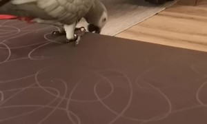 Bird Walking Upside Down