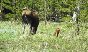 Mama Moose Grazes With Her Newborn Calf