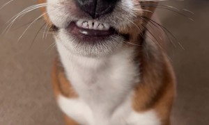 Stanley the Smiley Boy