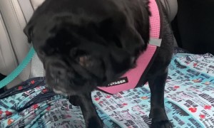 Gidget The Petty Pug