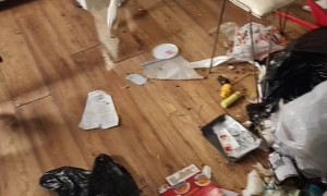 Naughty Dogs Dug Through Trash