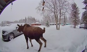 Moose Relieves Himself On Front Stoop
