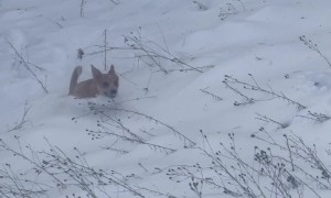 Prancing Through The Snow