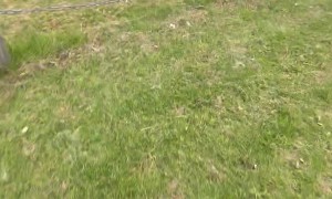 Dog's Attempt to  Jump Chain Barrier Fails