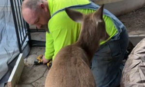 Deer Won't Let Husband Work