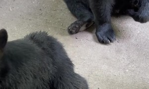 Mama Bear and Cub Enjoy a Good Scratch