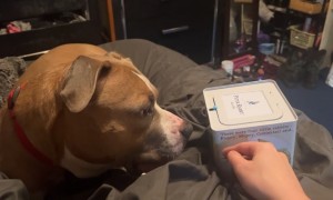 Pitbull's Reaction to a Jack-in-the-Box