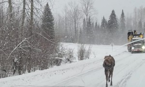 Young Moose Stops Traffic on Snowy Road