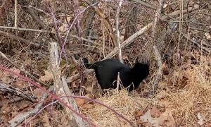 Chunky Black Cat Chases Down Chipmunk