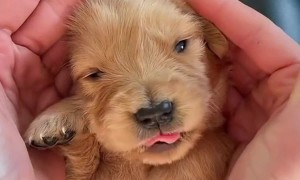 Adorable Golden Retriever Puppy