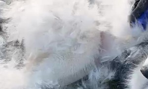 Husky Hair Flies Everywhere