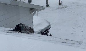 Beaver Trying to Navigating Slick Roof Falls