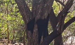 Thousands of Daddy Longlegs Cover Tree Trunks