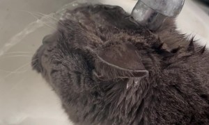 Cat Fails To Drink From Sink