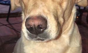 Cicada Gets Stuck in a Dog's Mouth