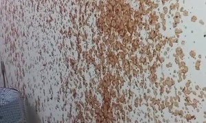 Pizza Sauce Ruptures All Over Kitchen