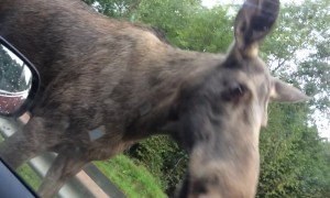 Moose Intimidates People in Car