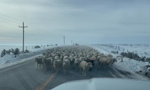 Sea of Sheep Causes Traffic Jam in Wyoming