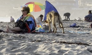 No One Can Resist Cake