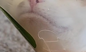 Coned Cat Contemplates Life