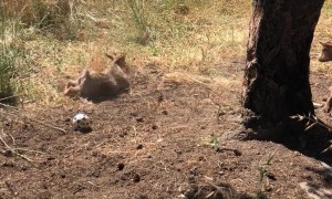 Skillful Falling Goat