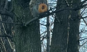 This Squirrel Is Eating Good Tonight