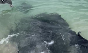 Massive Stingray On The Beach